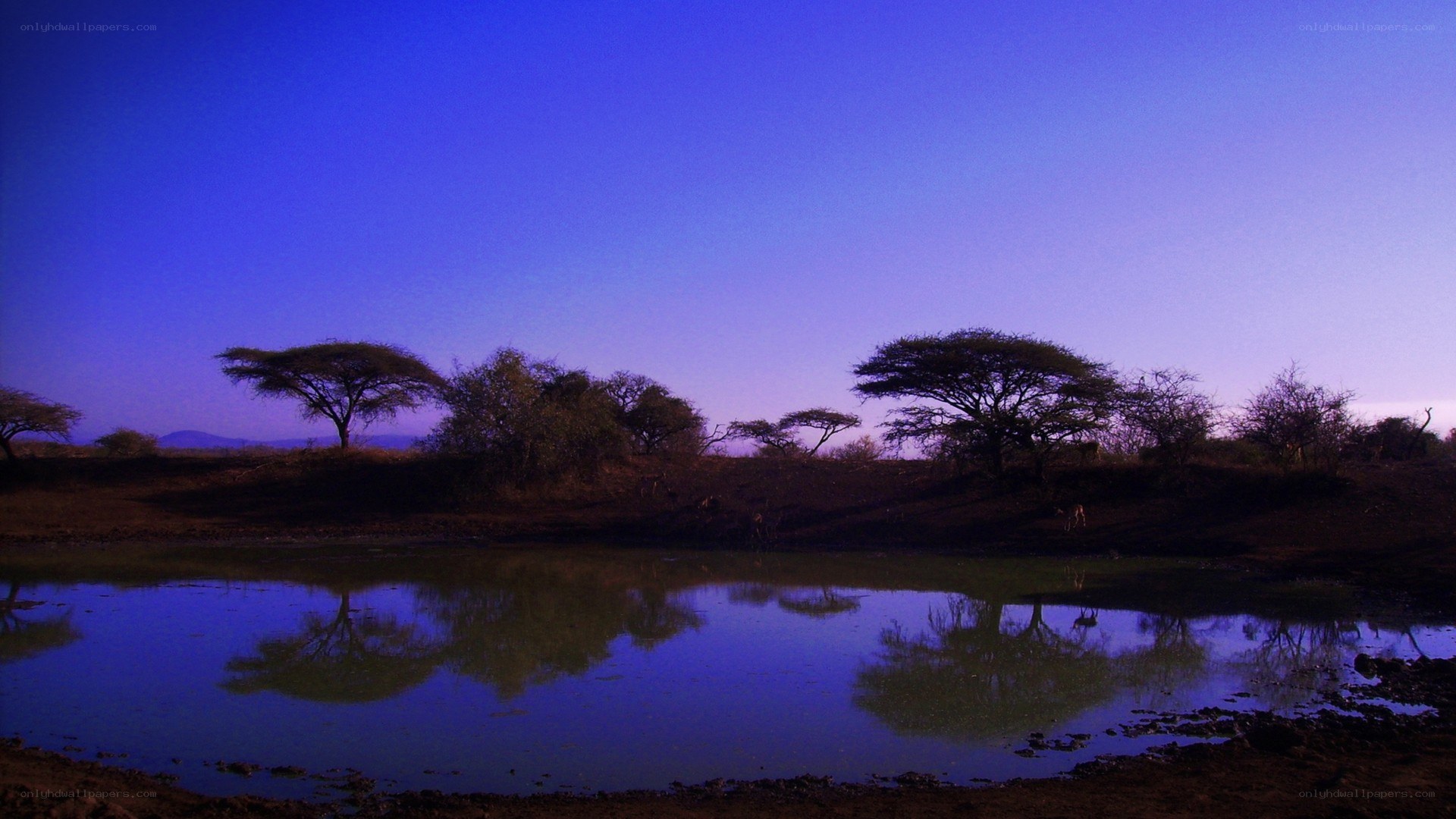 sunset at a watering hole