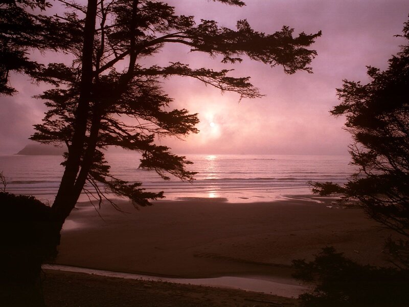 Sunset at Beach — Purple, Serene, Photograph, Trees