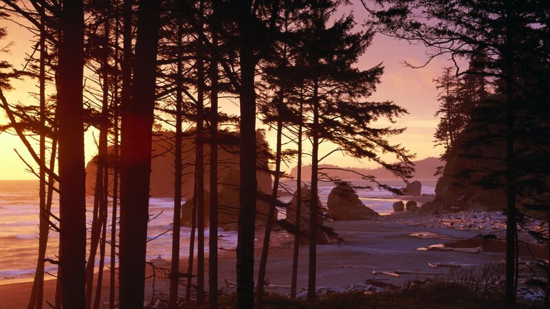 sunset at coastal forest beach