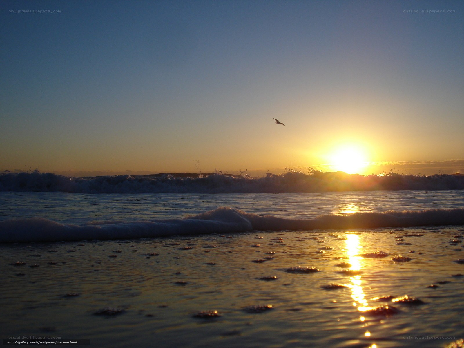 Sunset at the beach with a bird