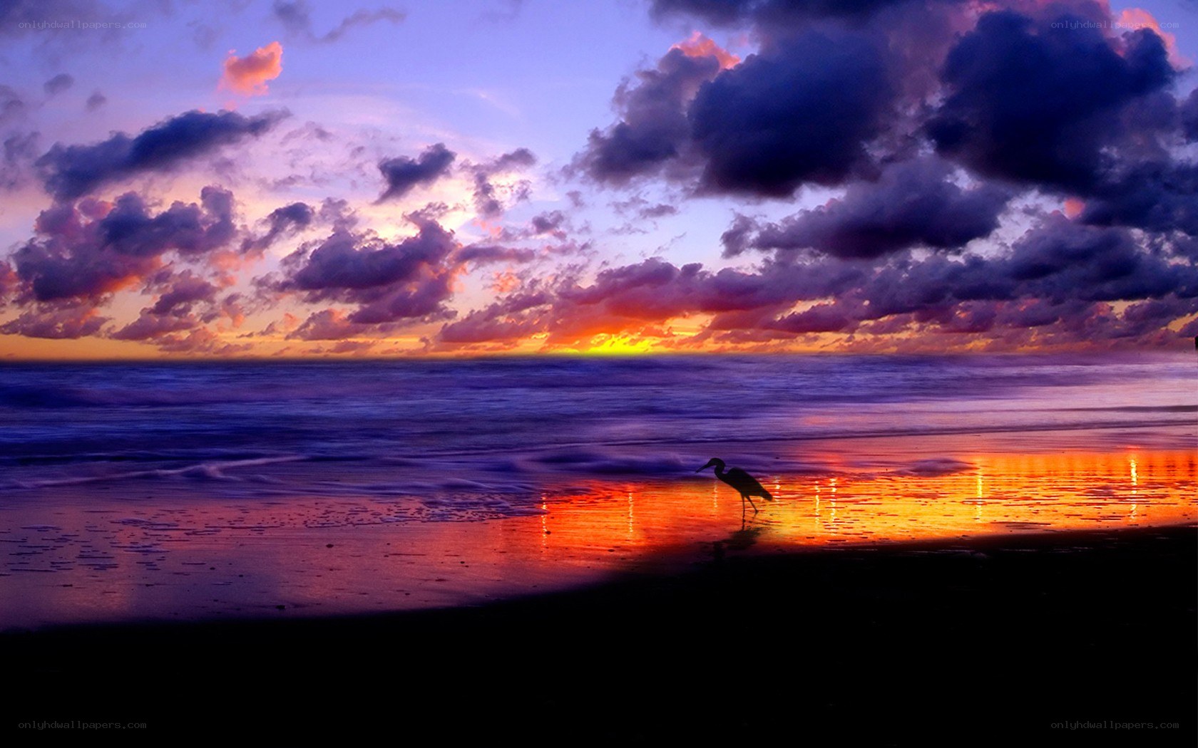 Sunset at the beach with a bird