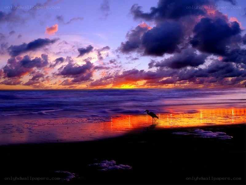 Sunset at the beach with a bird
