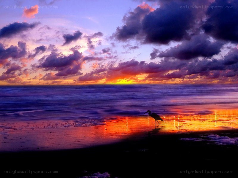 Sunset at the beach with a bird