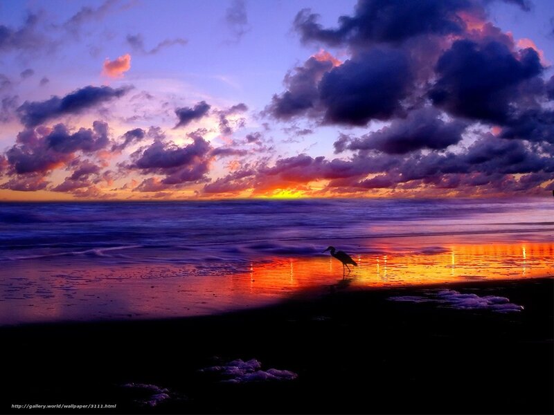 Sunset at the beach with a bird