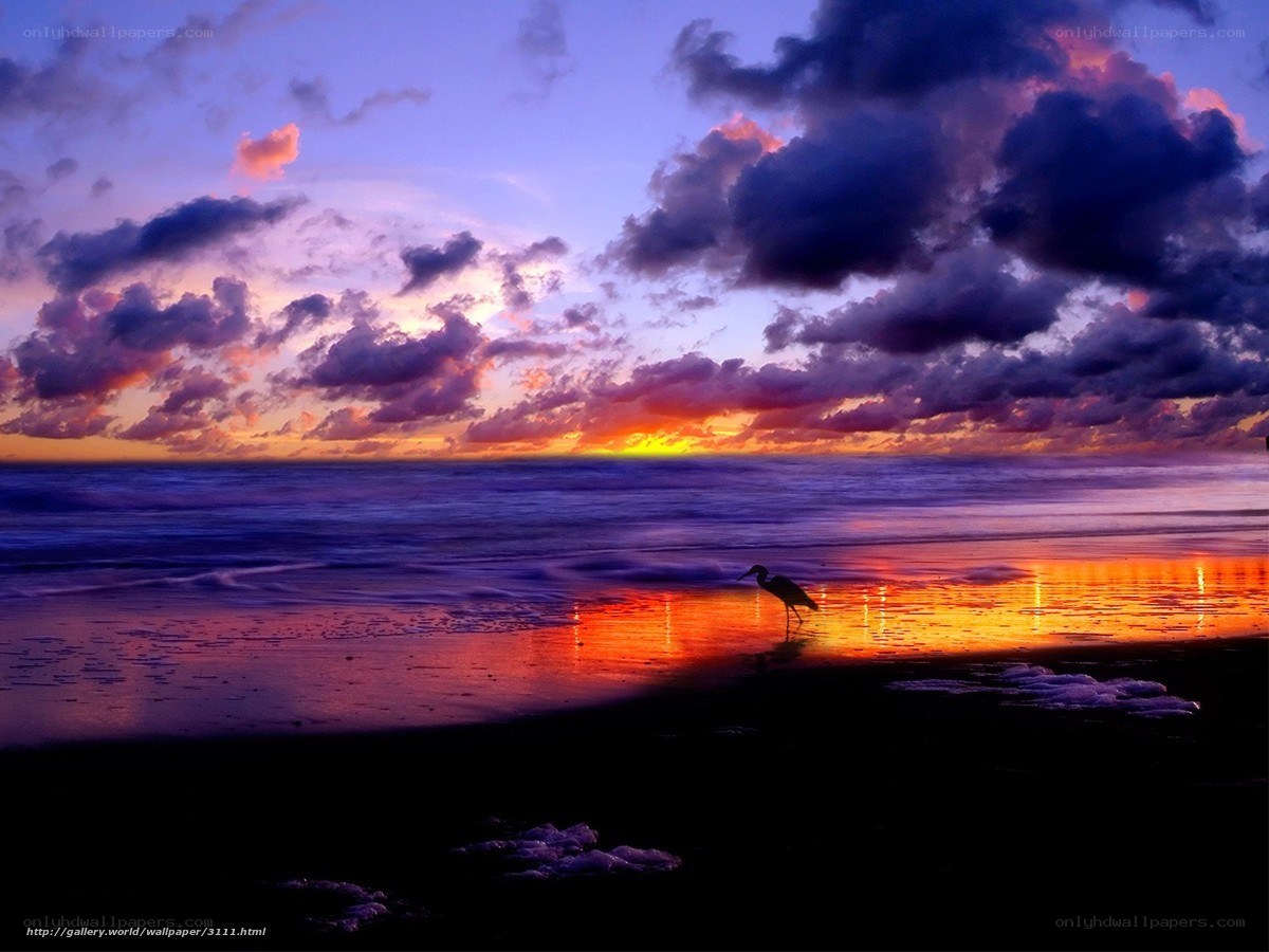 Sunset at the beach with a bird