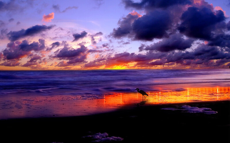 Sunset at the beach with a heron