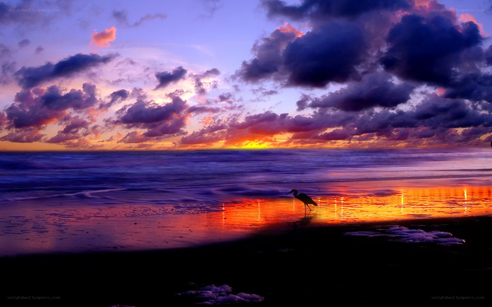Sunset at the beach with a heron