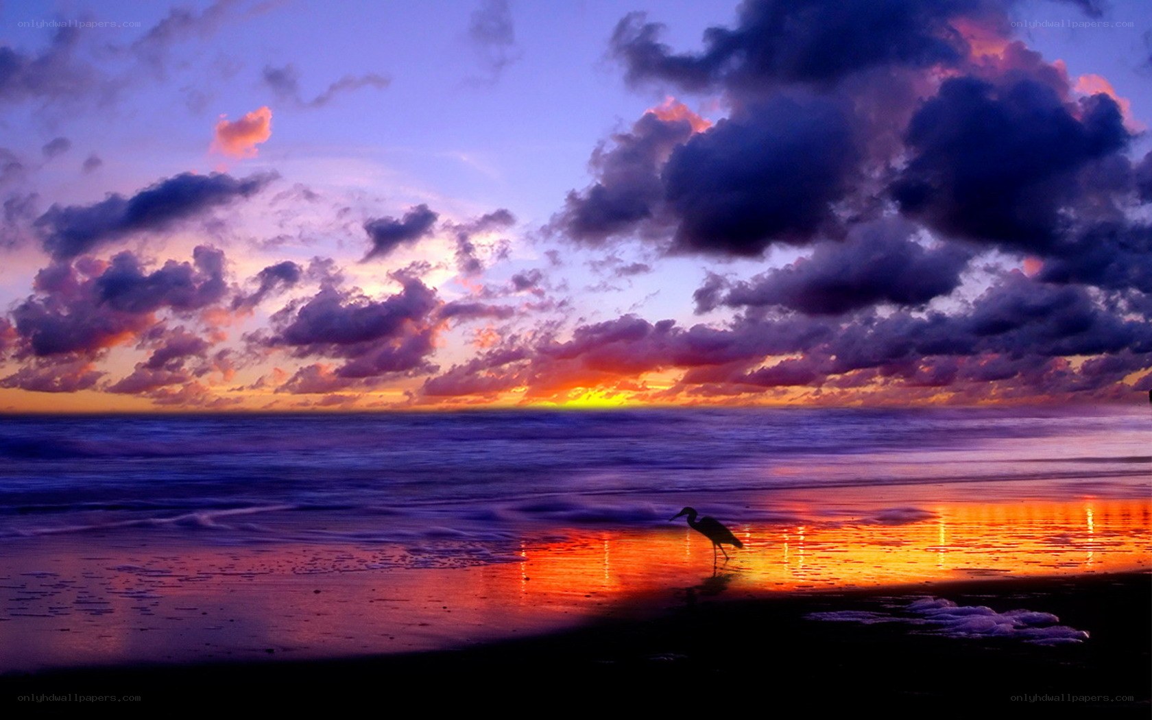 Sunset at the beach with a heron