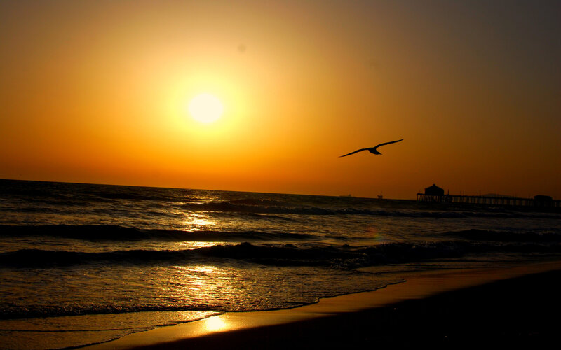 Sunset at the beach with a seagull