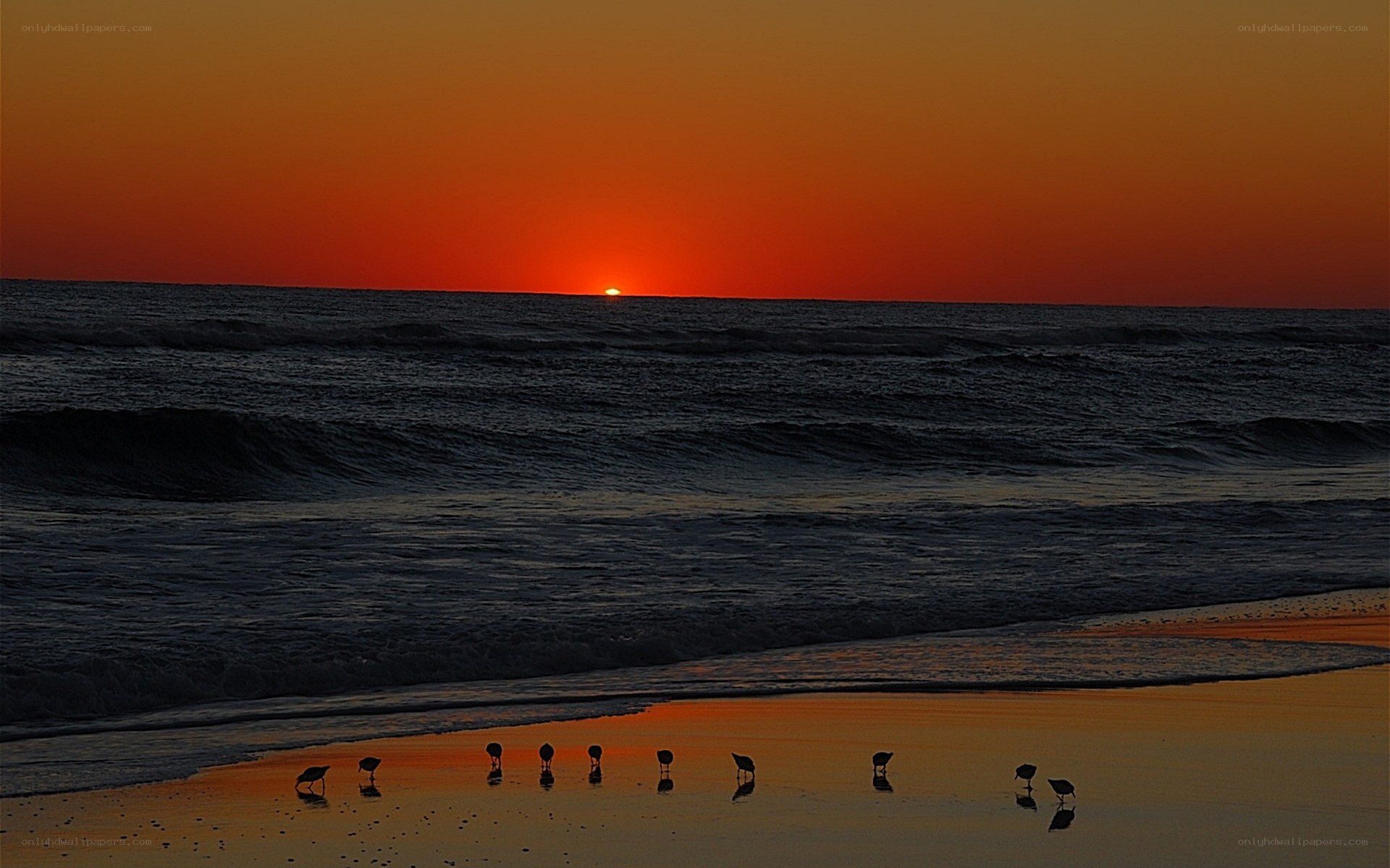 Sunset at the beach with birds
