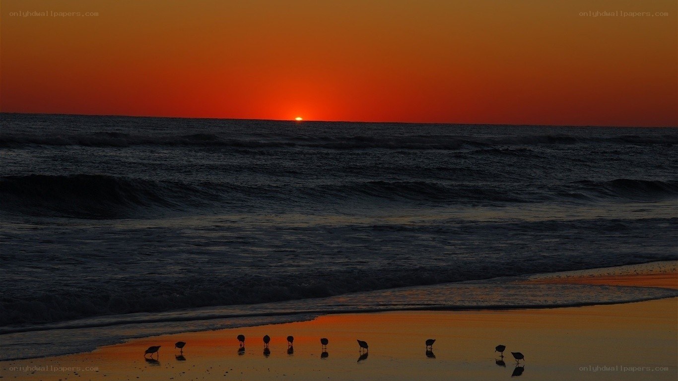 Sunset at the beach with birds