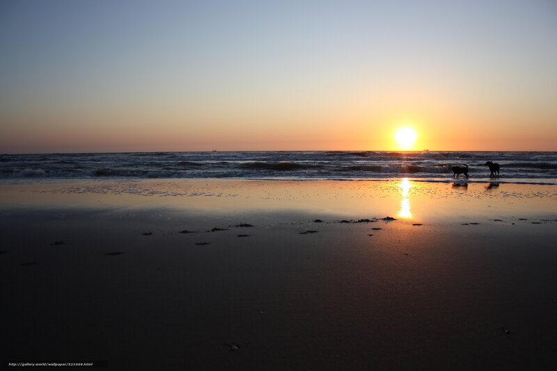 Sunset at the beach with dogs