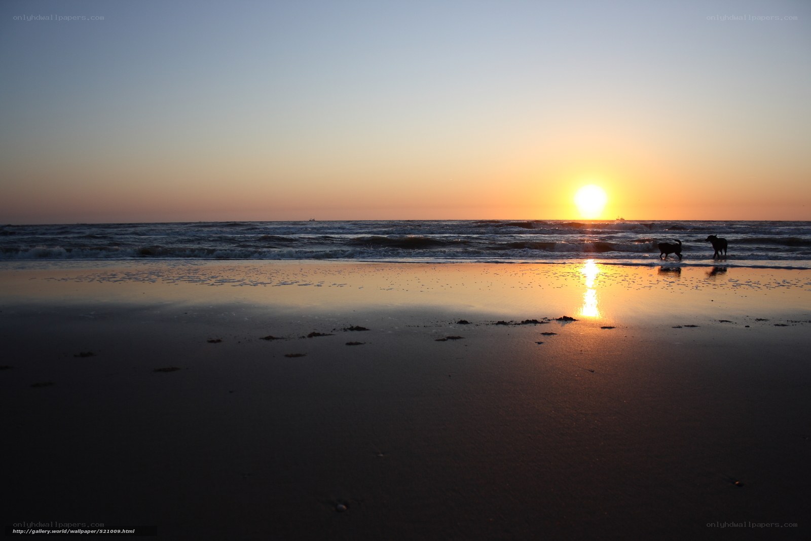 Sunset at the beach with dogs