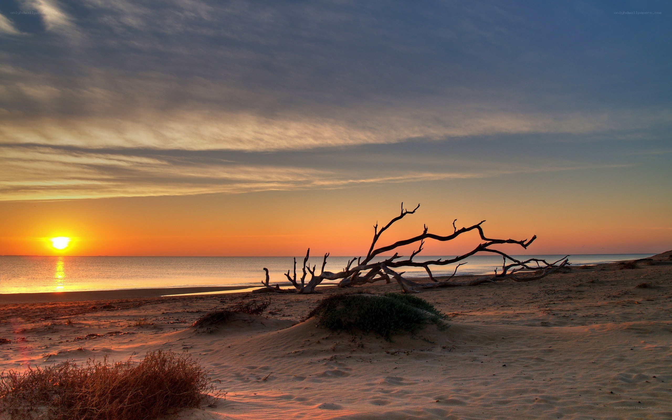 Sunset at the beach with driftwood