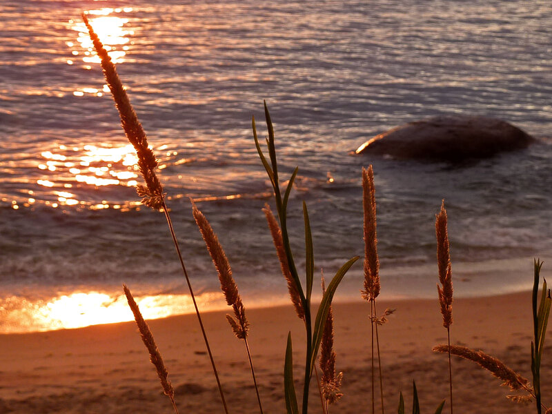 Sunset at the beach with grass