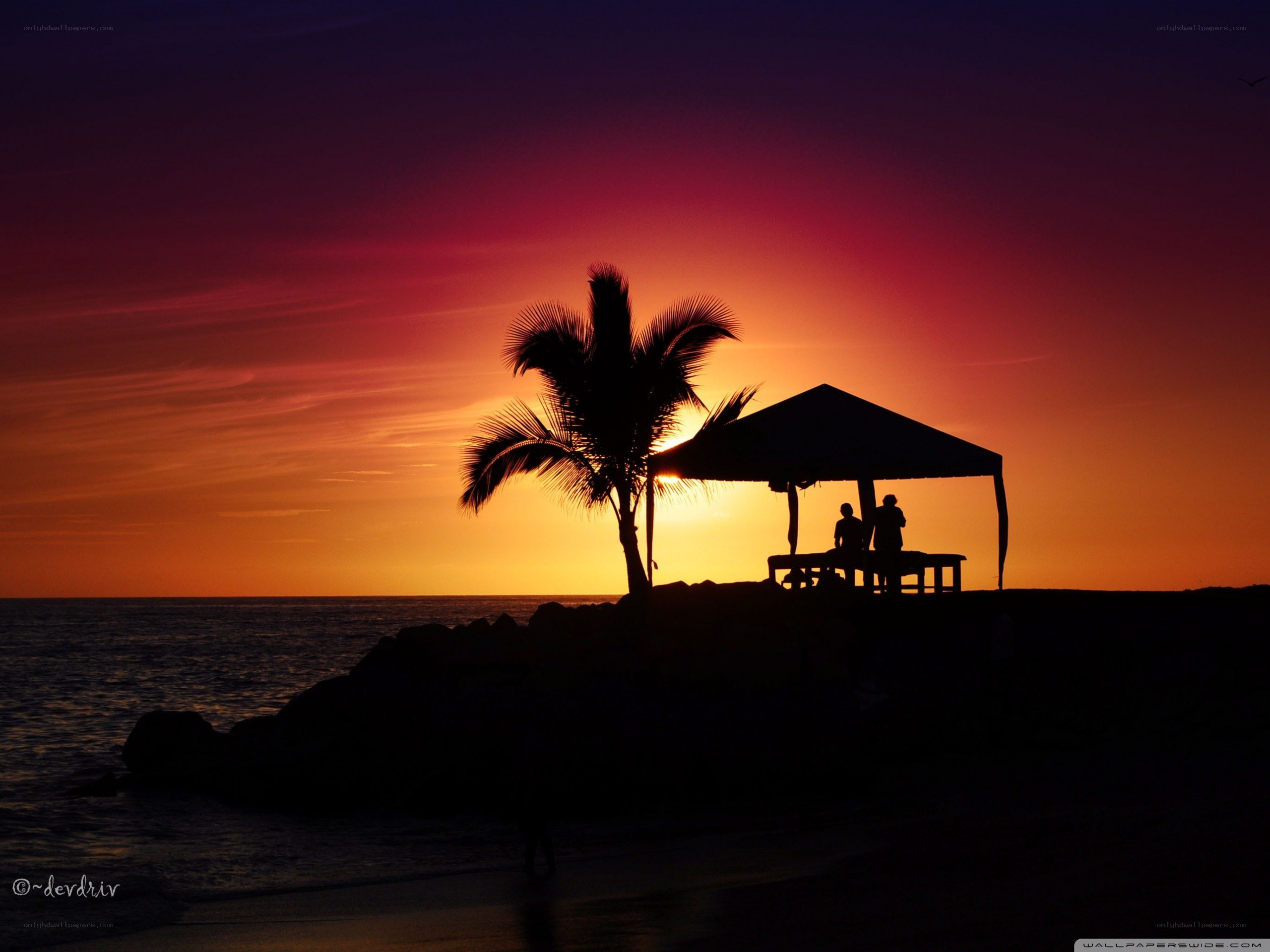 Sunset at the beach with palm tree