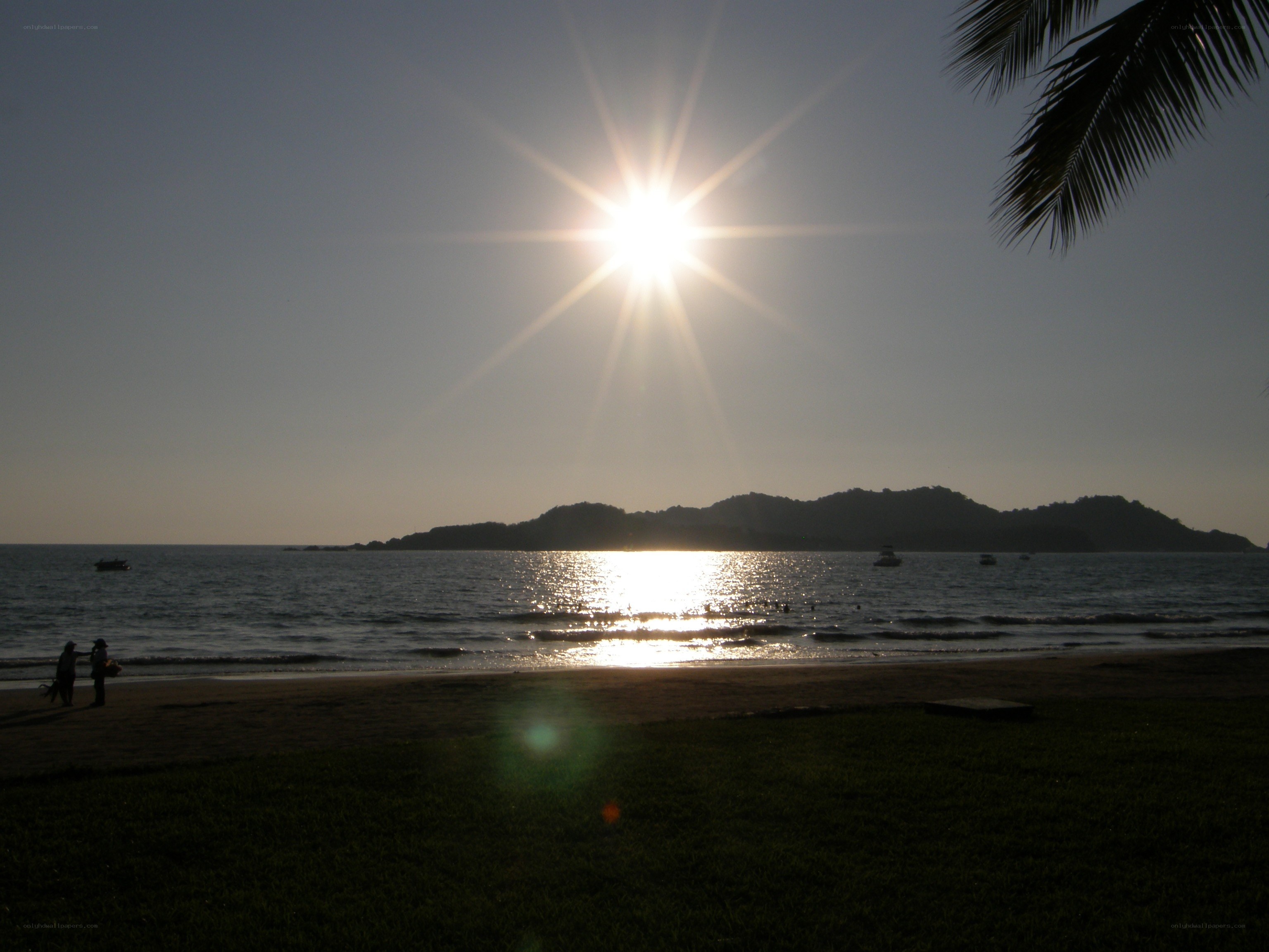 Sunset at the beach with palm tree