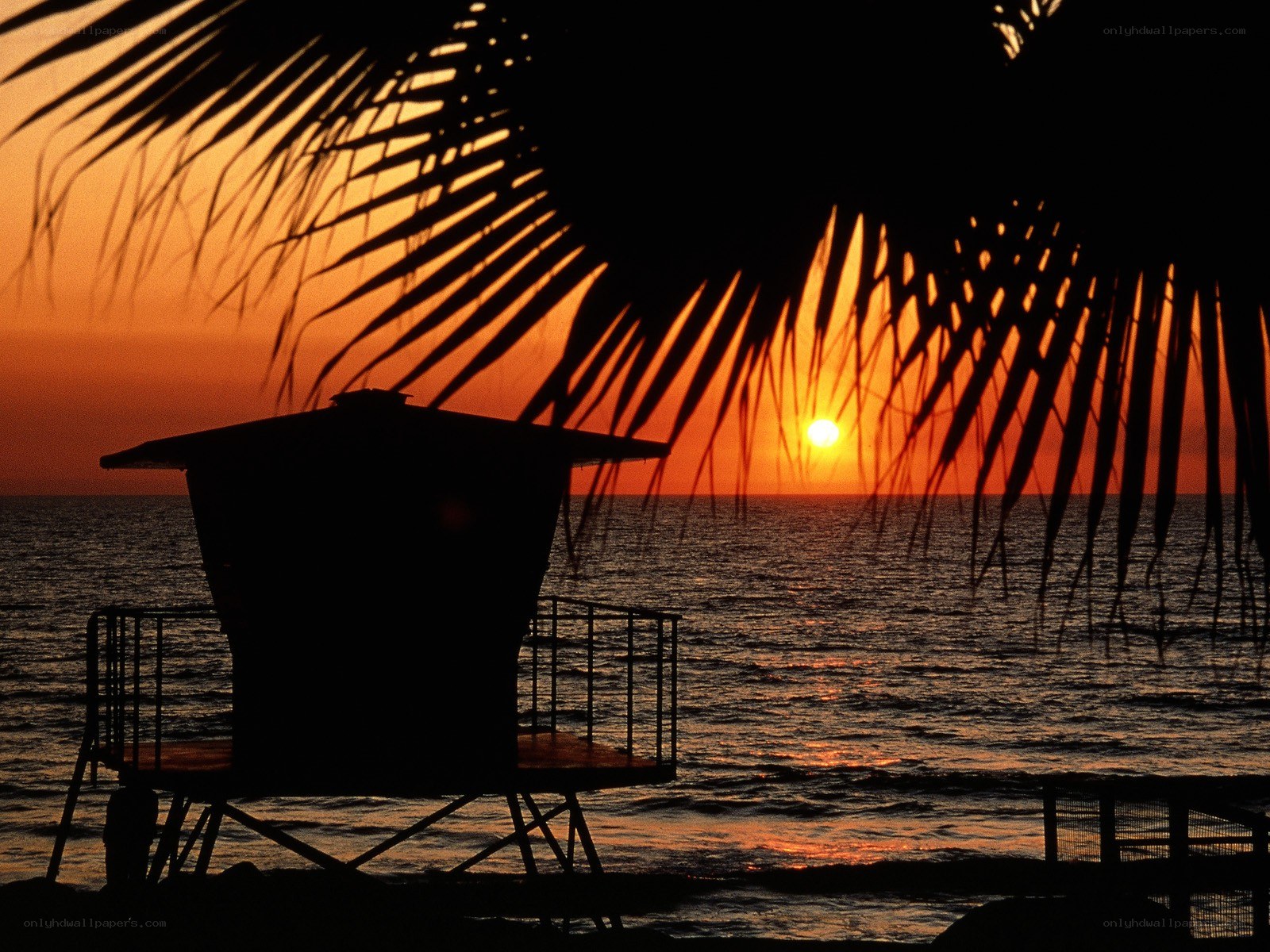 Sunset at the beach with palm tree