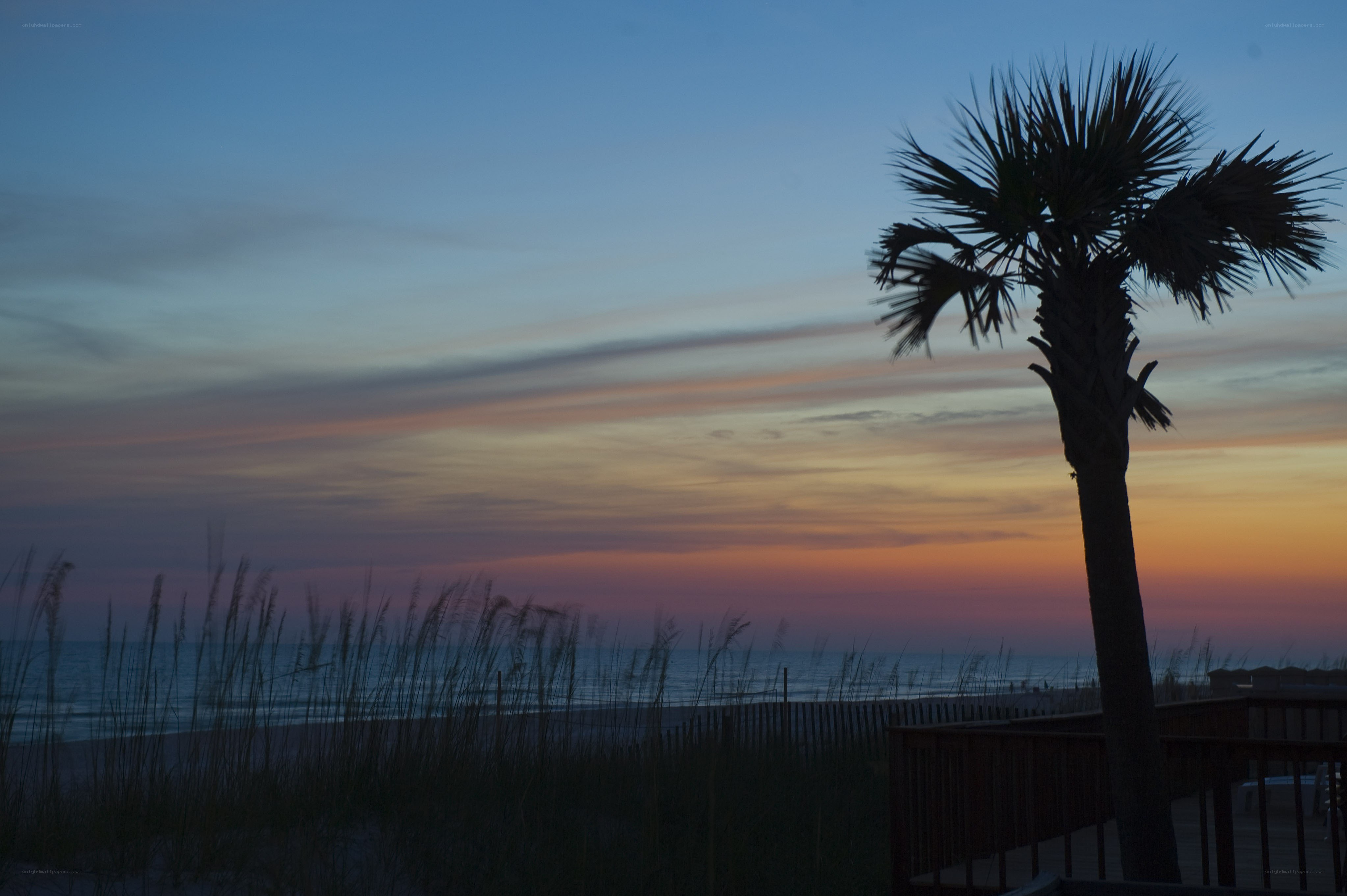 sunset at the beach with palm tree
