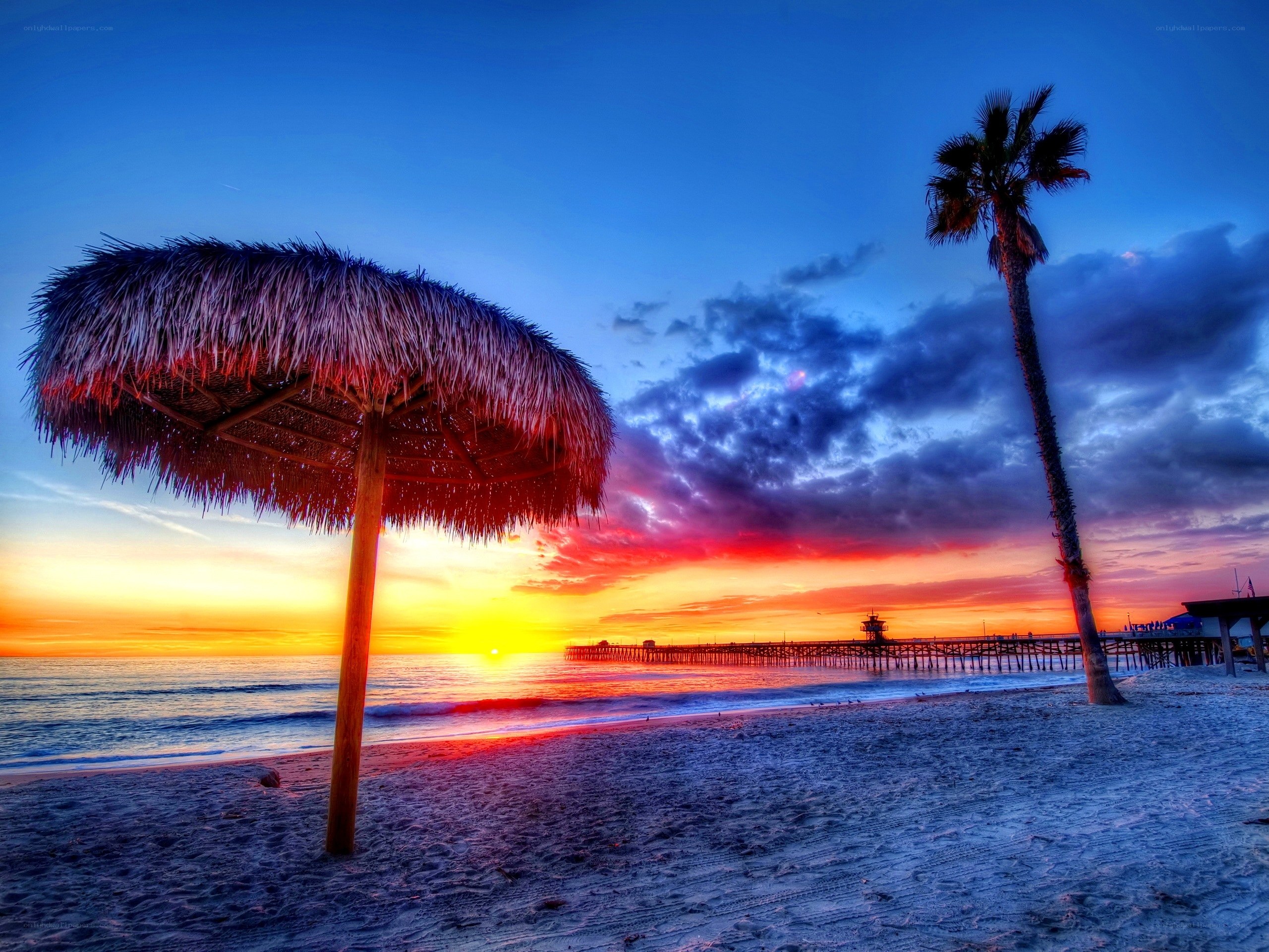 sunset at the beach with palm tree