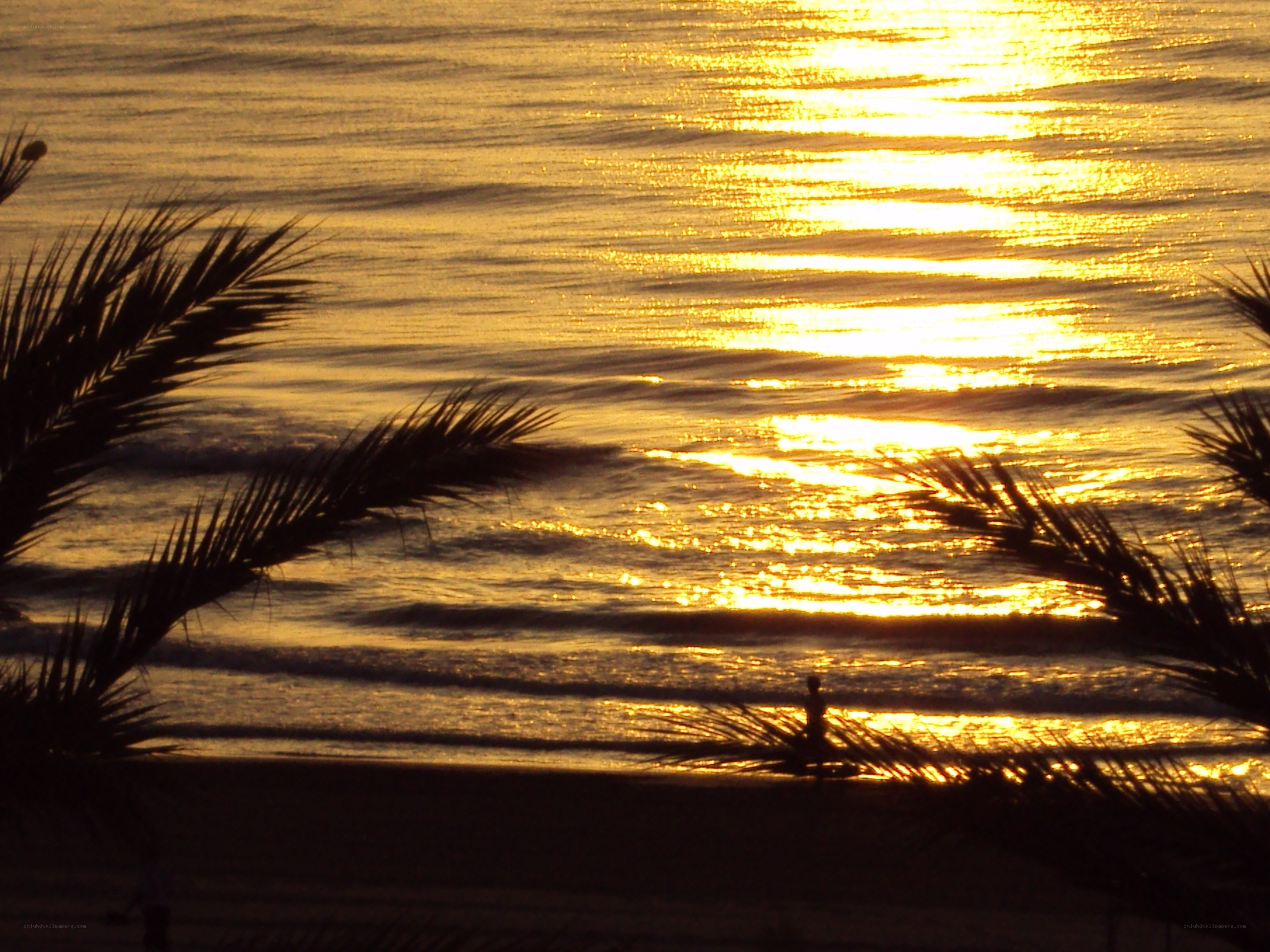 Sunset at the beach with palm trees