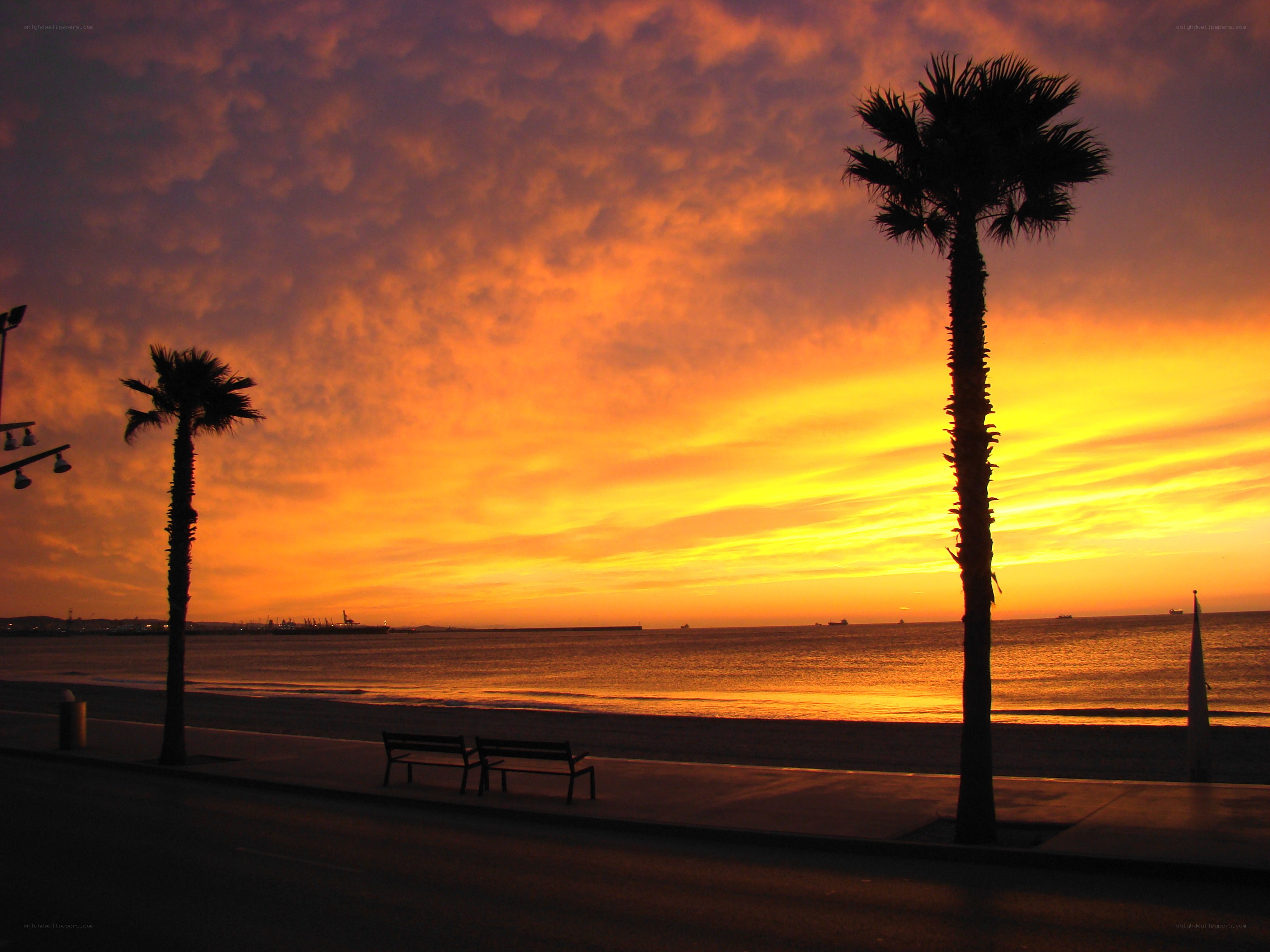 sunset at the beach with palm trees