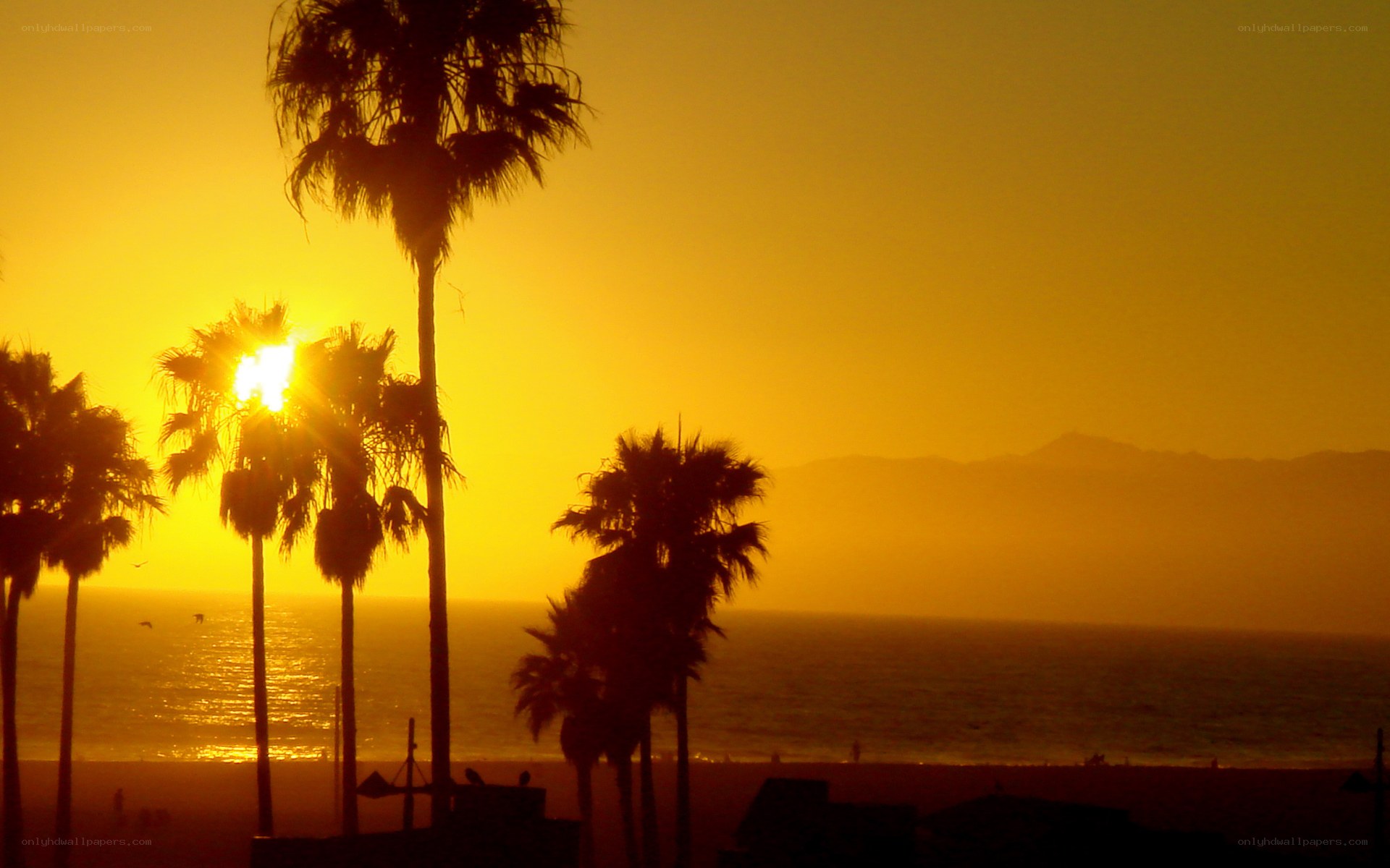 sunset at the beach with palm trees