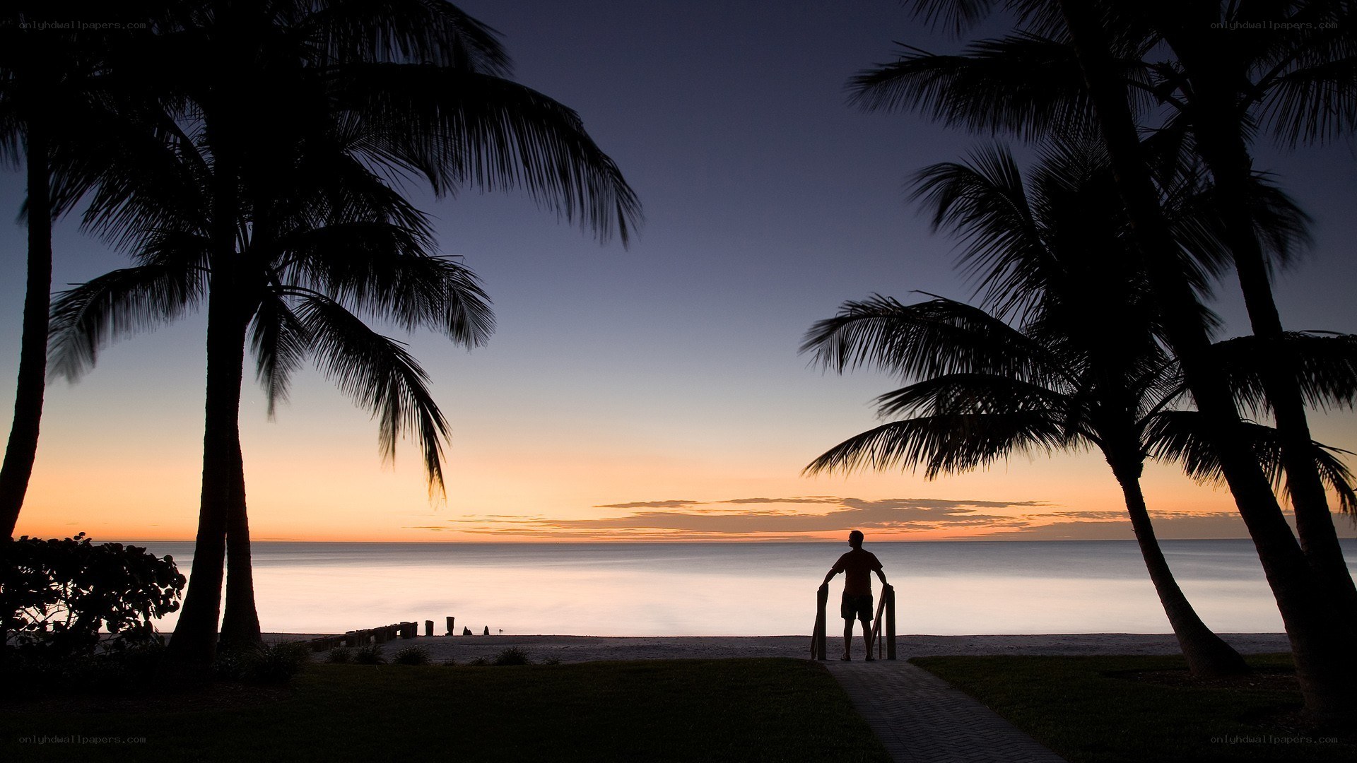 Sunset at the beach with palm trees