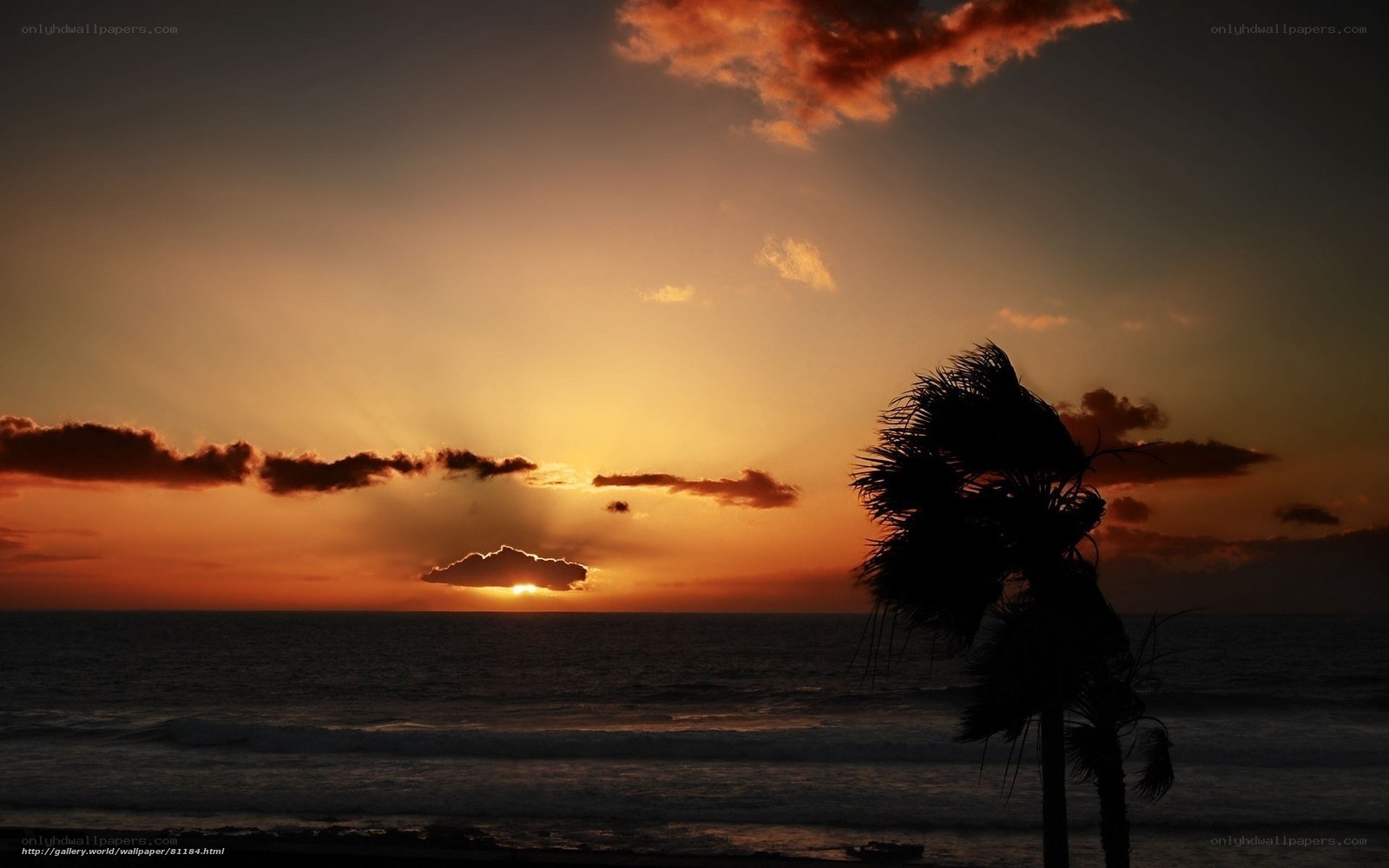 Sunset at the beach with palm trees