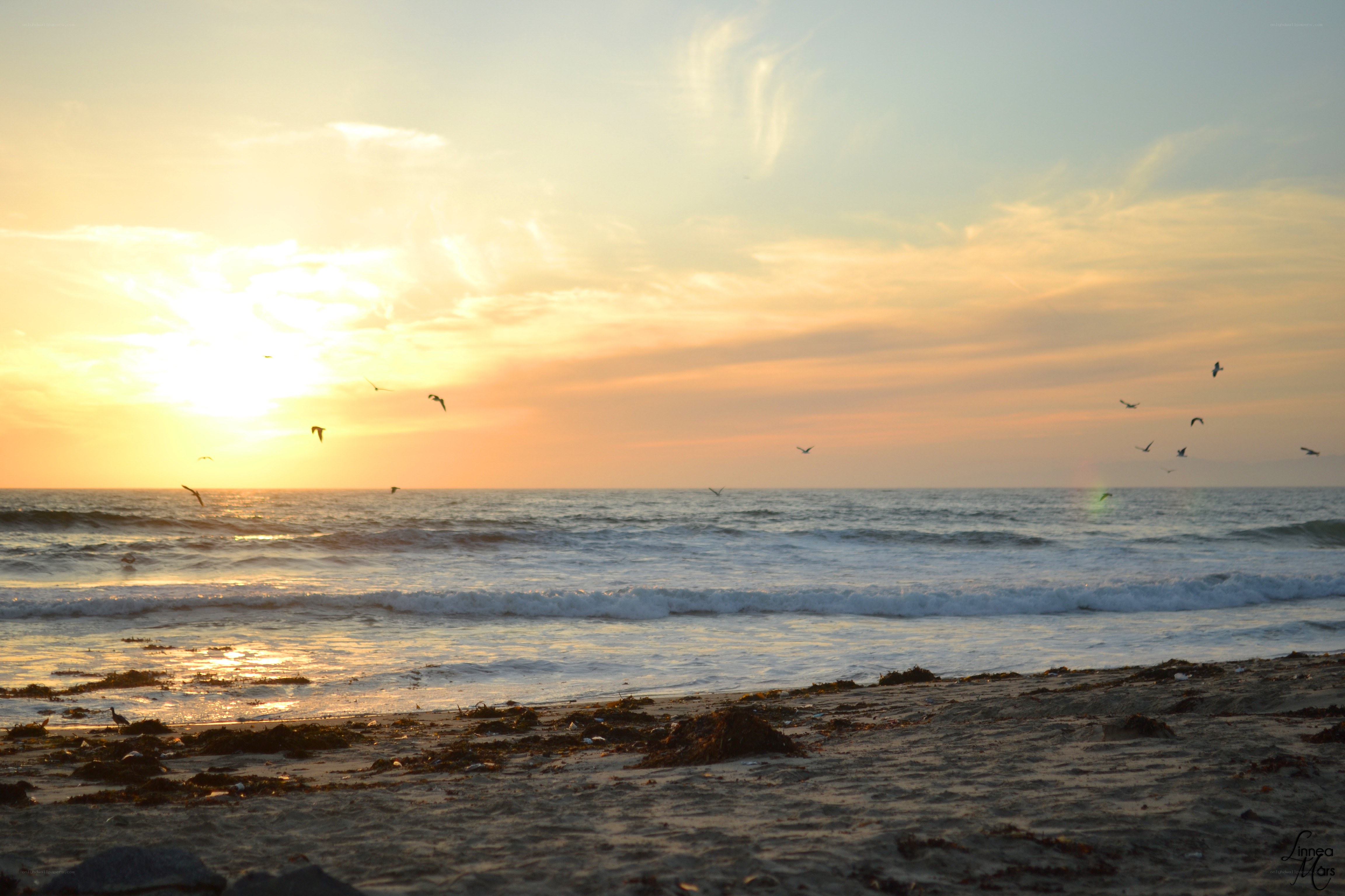 Sunset at the beach with seagulls