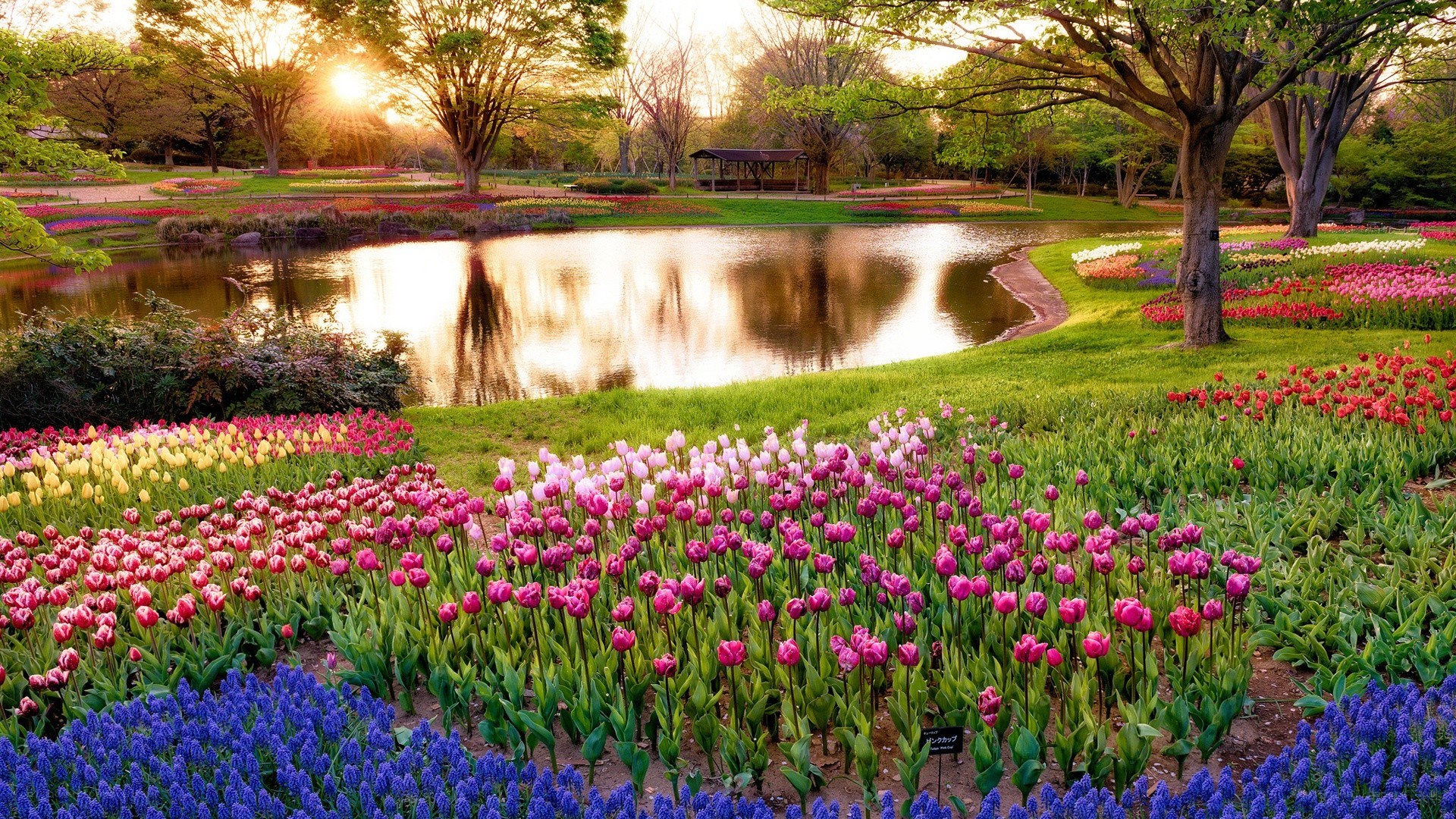 Sunset at the flower garden