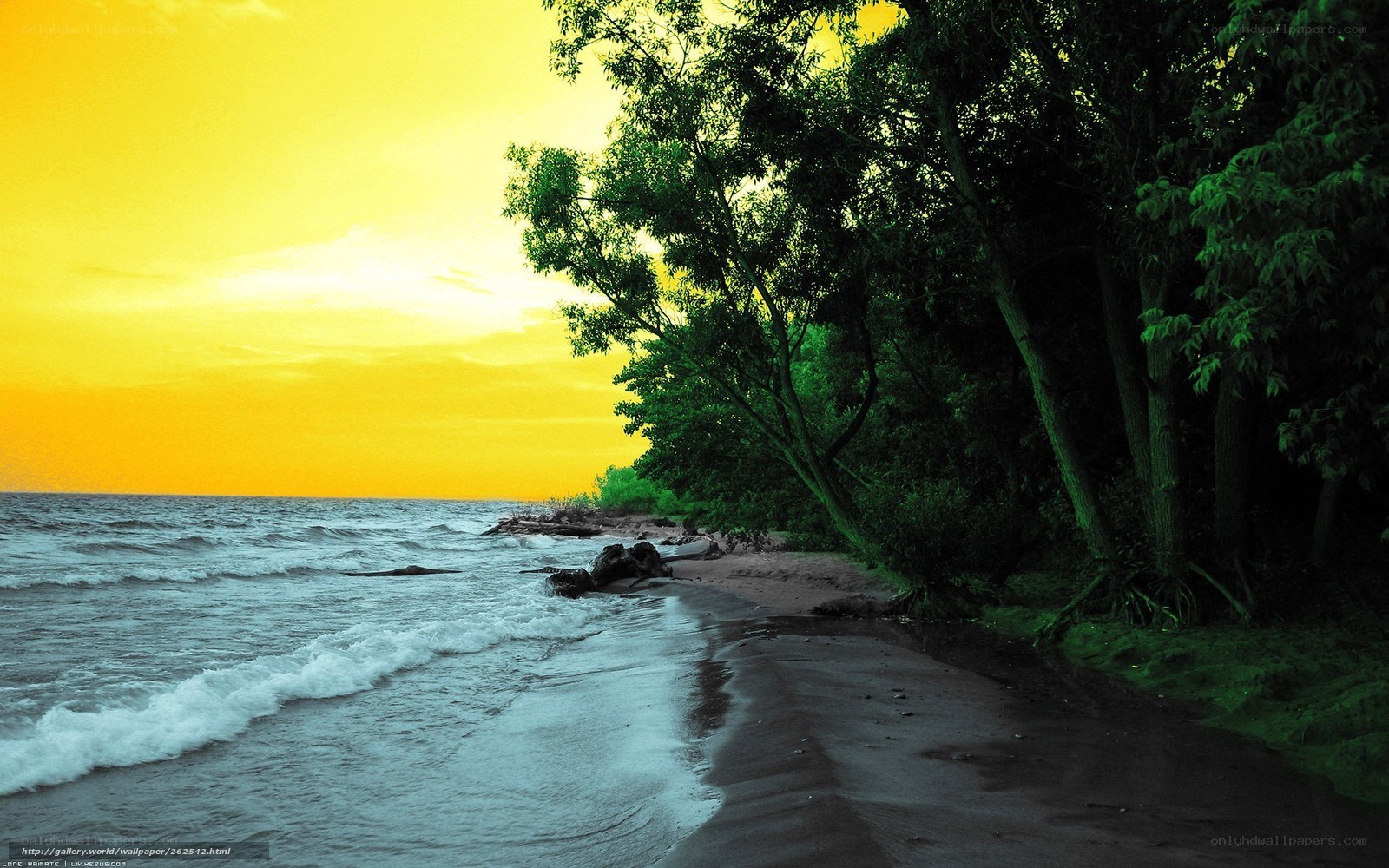 sunset at the forested beach