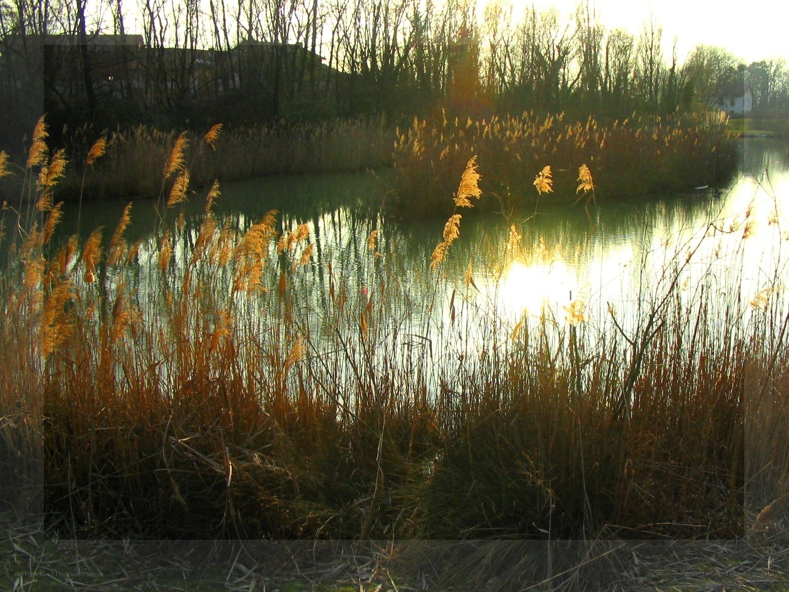Sunset at the reed pond