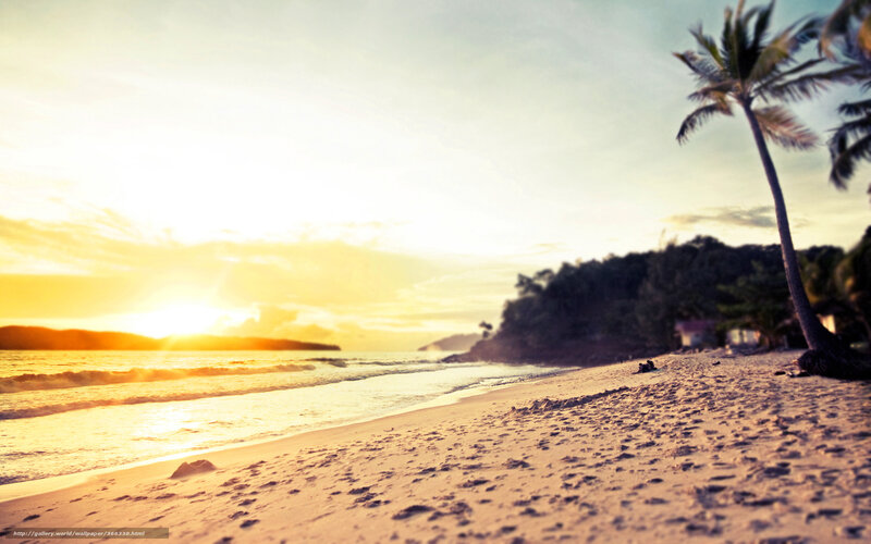 Sunset at Tropical Beach — Yellow, Serene, Photograph, Palm Tree