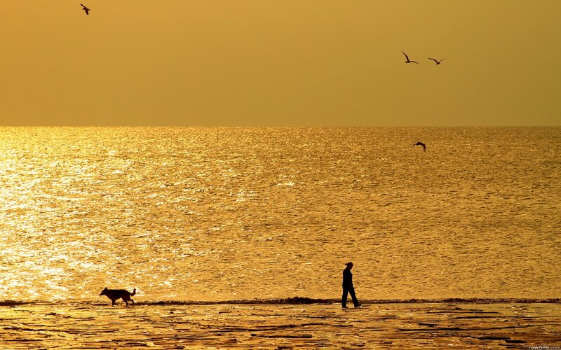 Sunset beach walk with dog