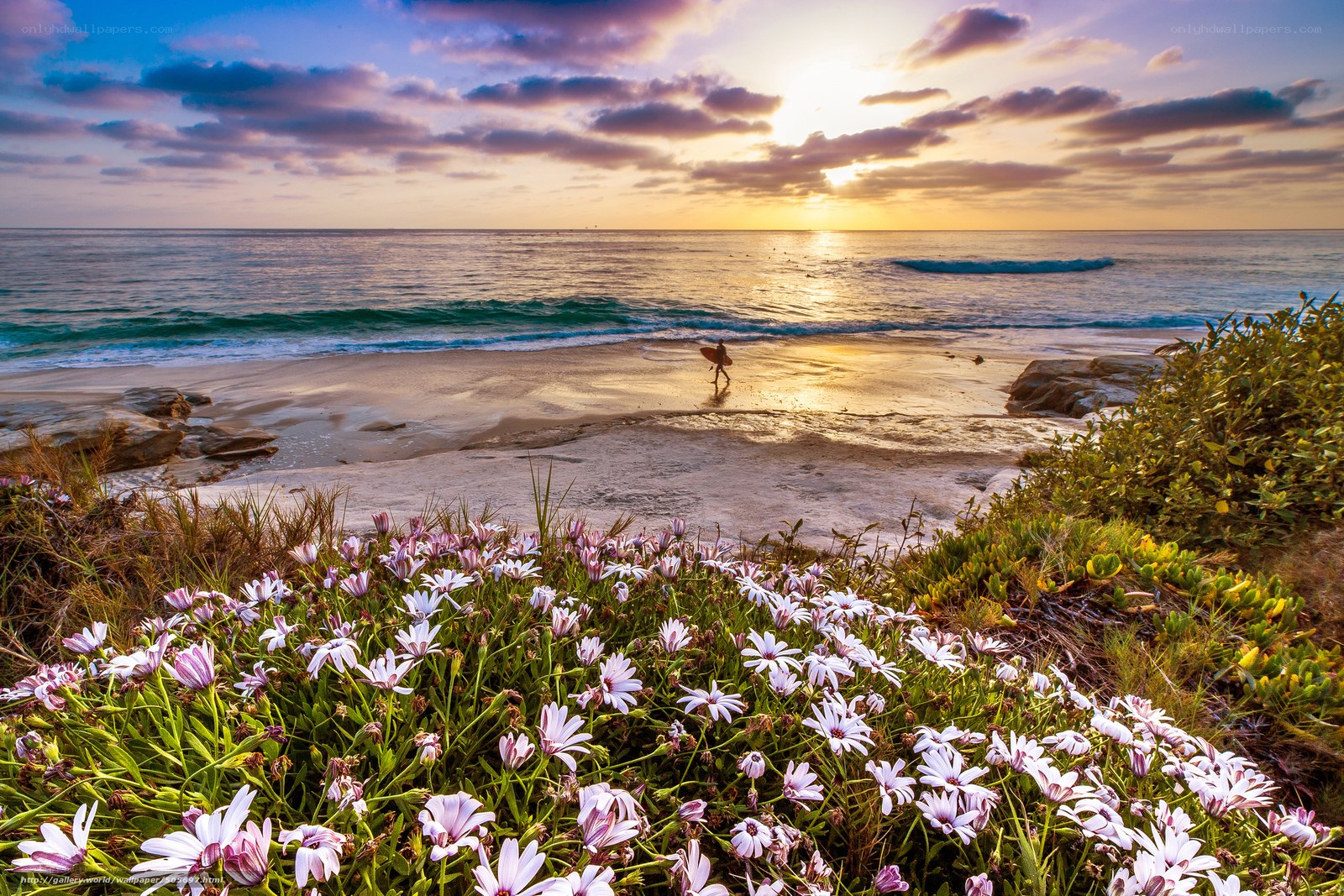Sunset beach with wildflowers