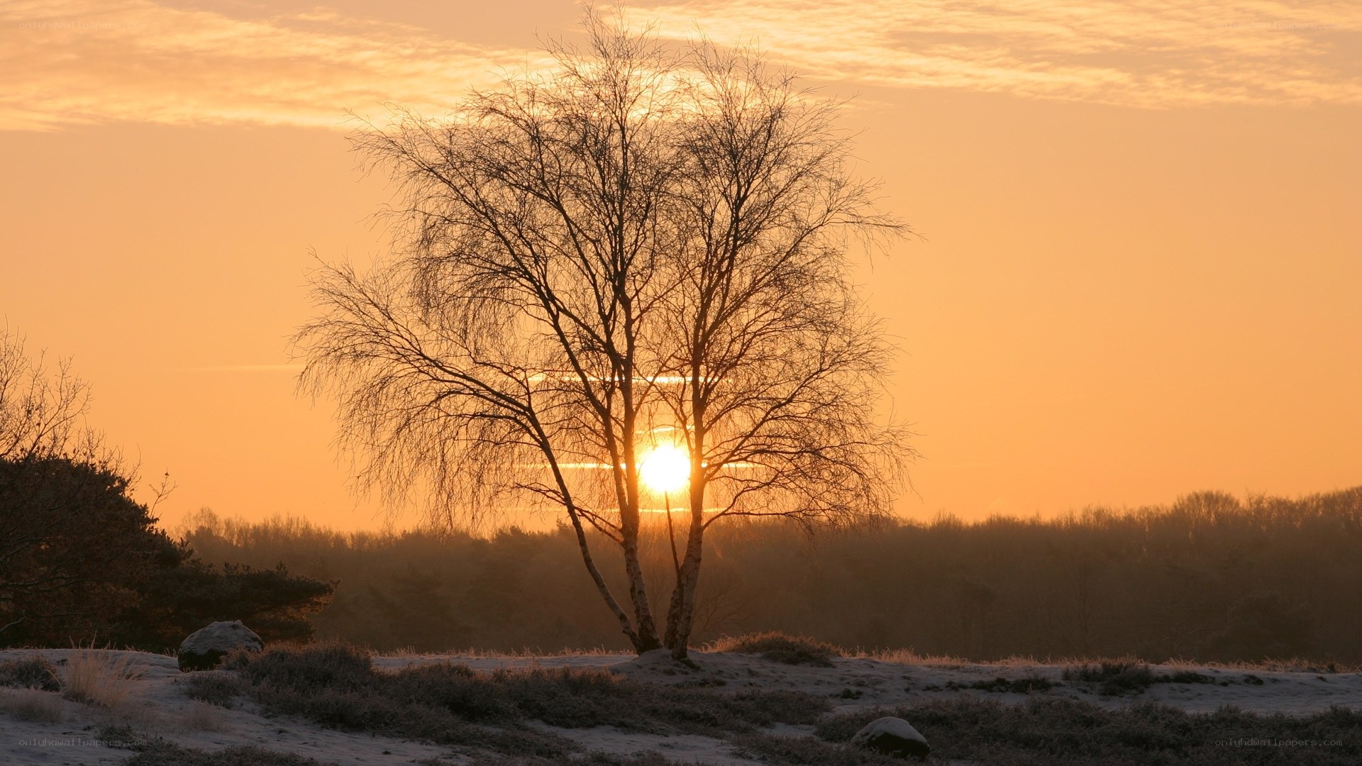Sunset behind a bare tree