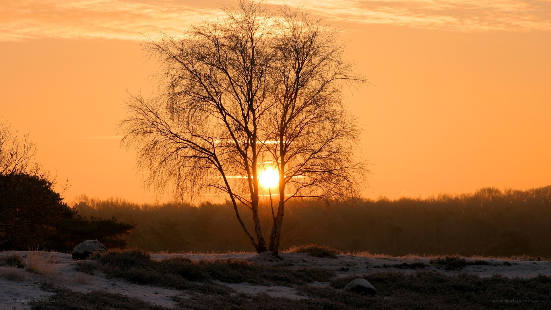 Sunset behind a bare tree