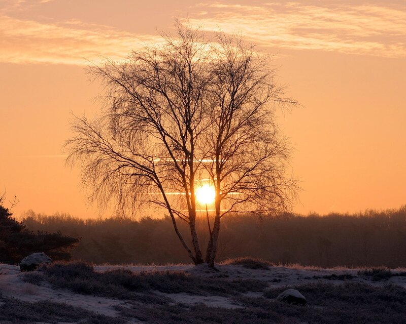 Sunset behind a bare tree