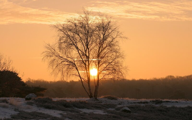 Sunset behind a bare tree