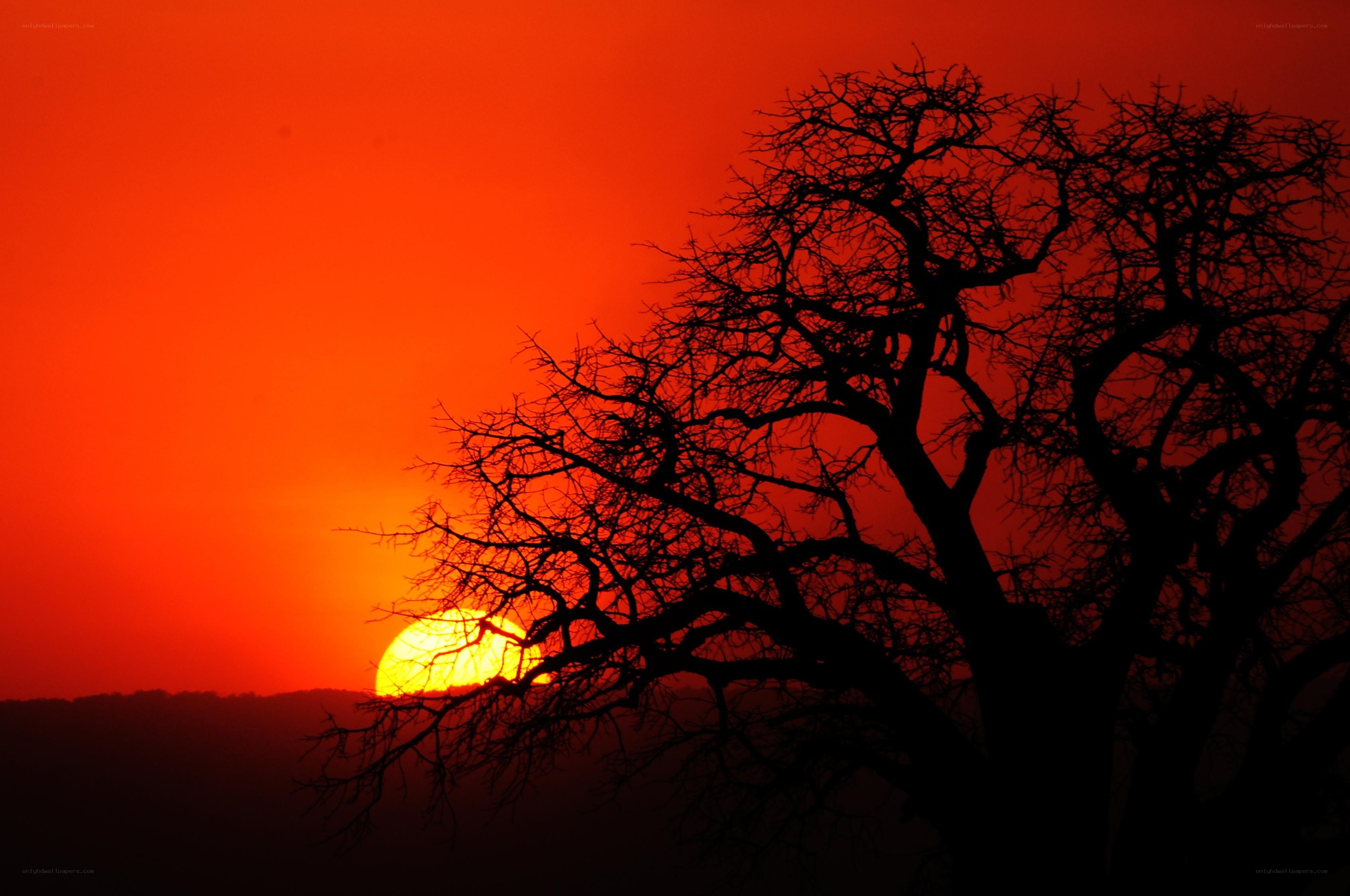Sunset behind a bare tree