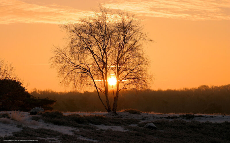 Sunset behind a bare tree