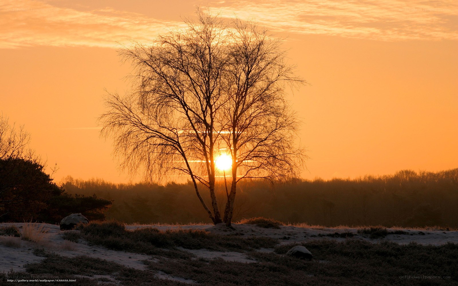 Sunset behind a bare tree
