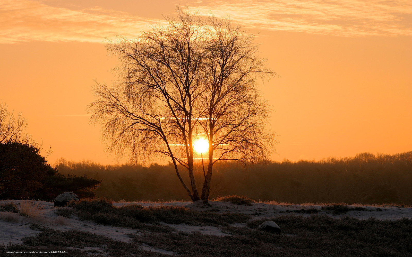 Sunset behind a bare tree
