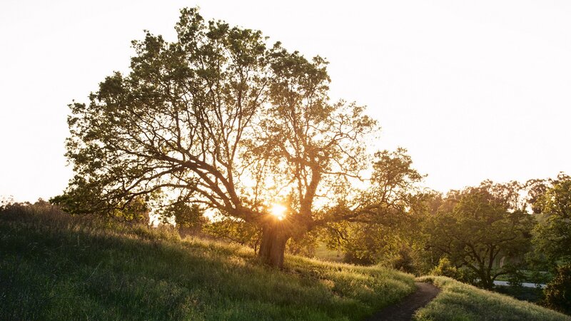 Sunset behind a large tree