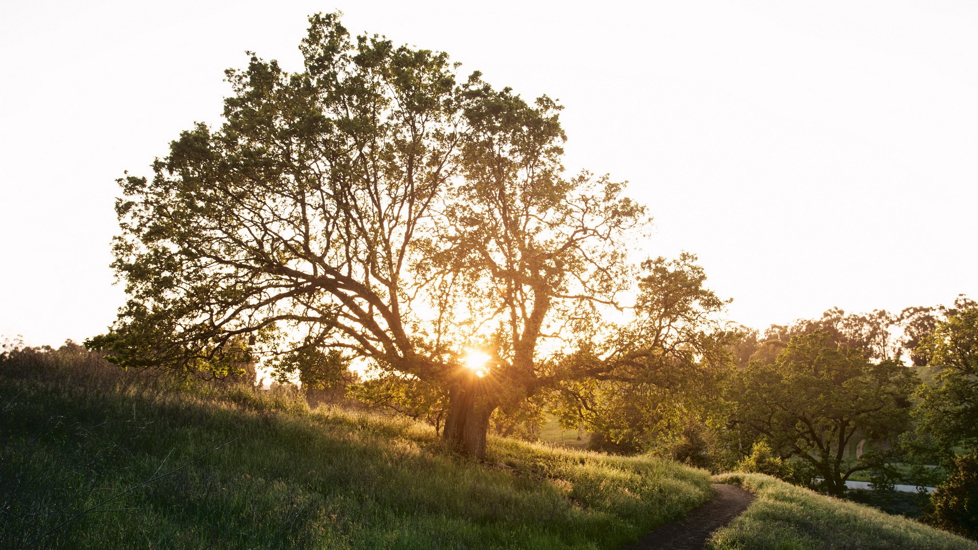 Sunset behind a large tree