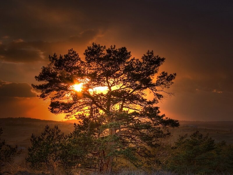 Sunset behind a lone tree