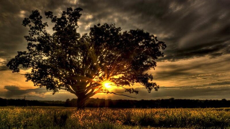 sunset behind a lone tree