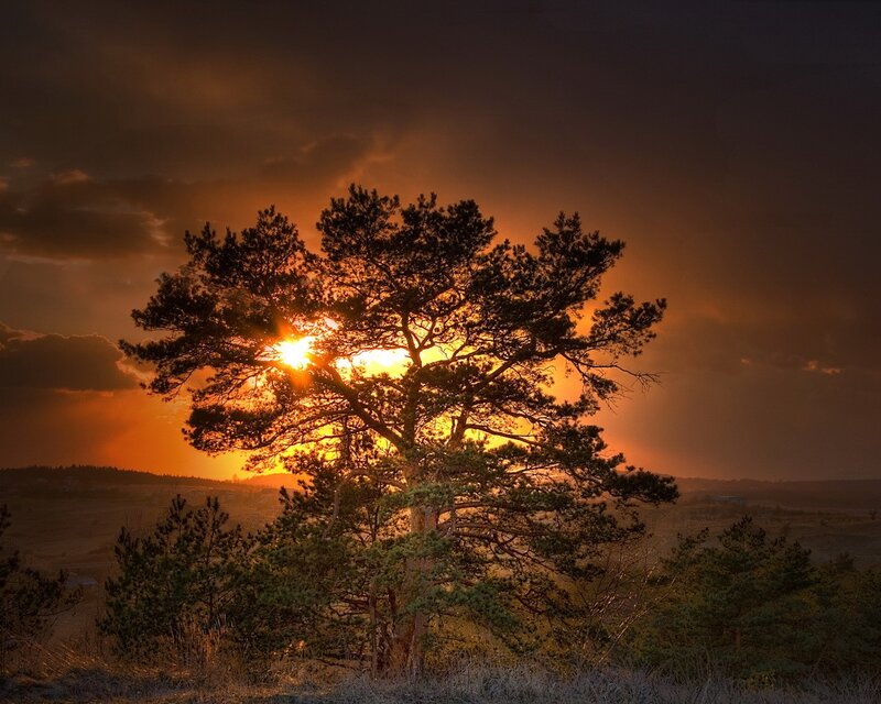 Sunset behind a pine tree