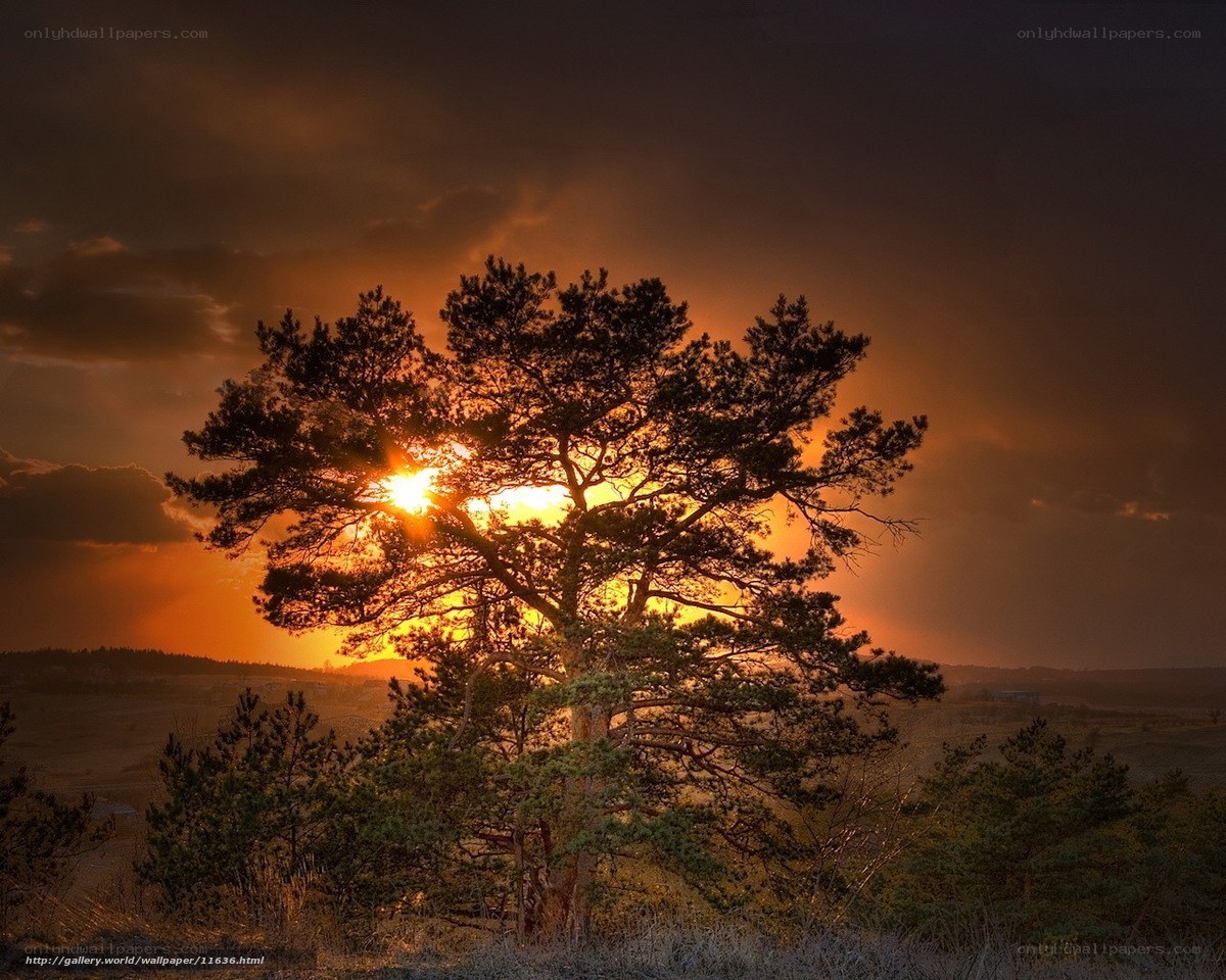 Sunset behind a pine tree